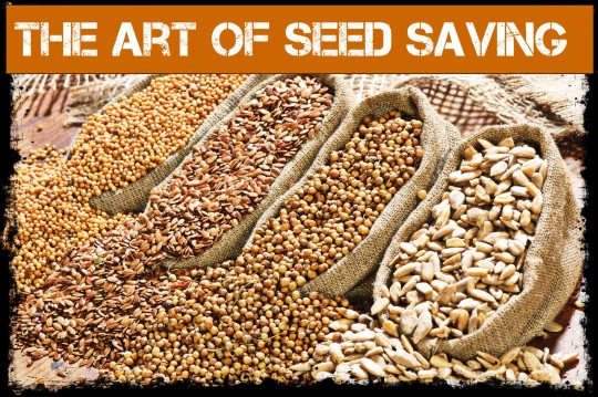 How To Dry Seeds For Storage Mycoffeepot Org How To Dry Seeds For Storage Mycoffeepot Org