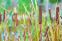 Cattails