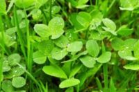 Spring Green Clover