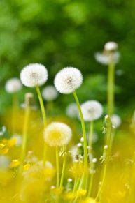 DAndelion Flowers