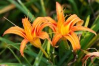 DayLillies