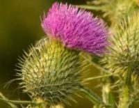 Milk Thistle