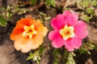 Purslane Flowers