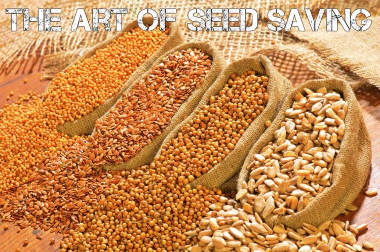 Should I Be Saving Seeds For Wise Prepping & Survival?