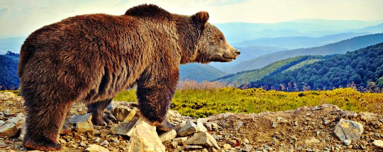huge grizzly bear surveying the landscape