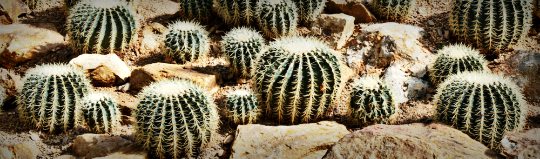 group of barrel catus