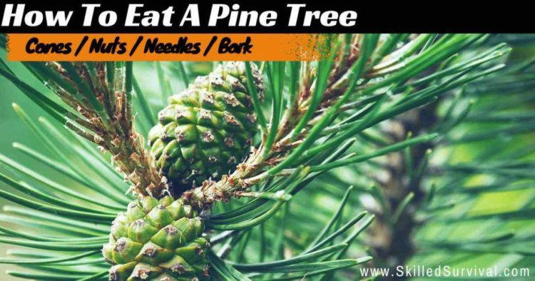 Are Pine Cones Really Edible? How To Eat A Pine Tree