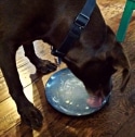 Dog Licking Plate