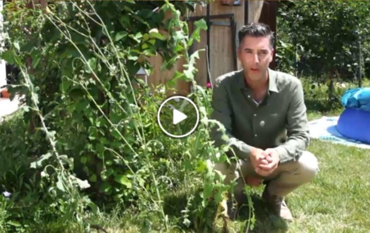 Wild Lettuce Video