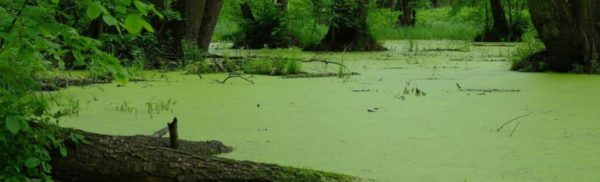 Swampy Pond Water