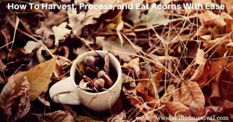 Are Acorns Edible or Toxic? Revealing The Truth…