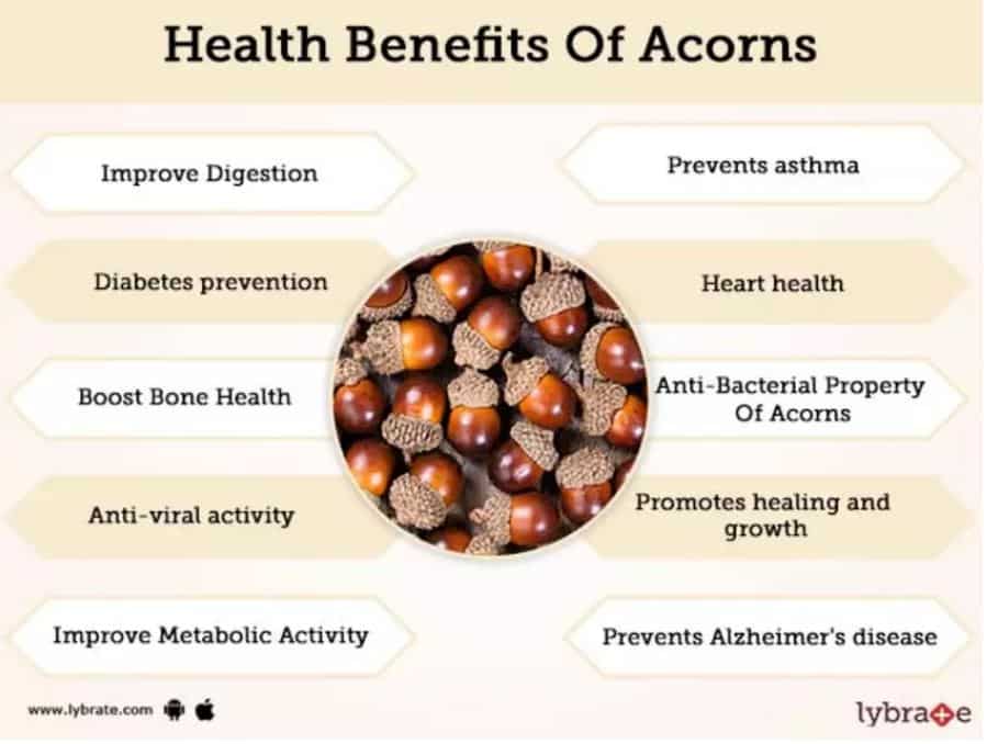 Health Benefits Of Acorns