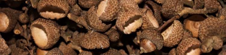 White Oak Acorn Caps