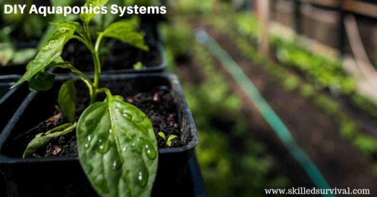 DIY Aquaponics: How To Build One From Scratch
