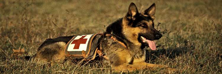 pet first aid trauma kit
